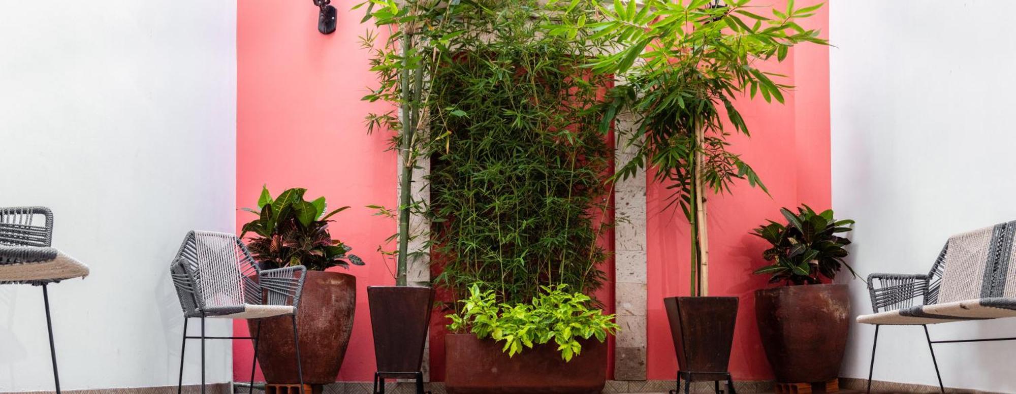 Nueve Agaves Hotel 테킬라 외부 사진